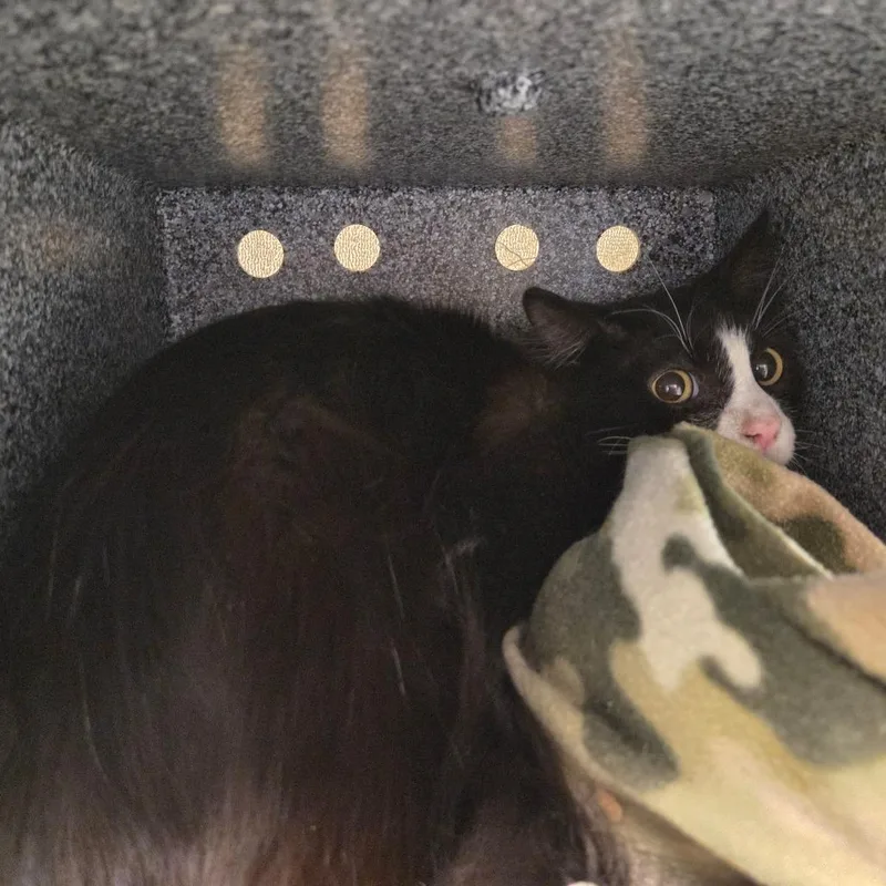 An adult small-sized male Black Domestic Short Hair cat named Dj for adoption in Pasadena, CA