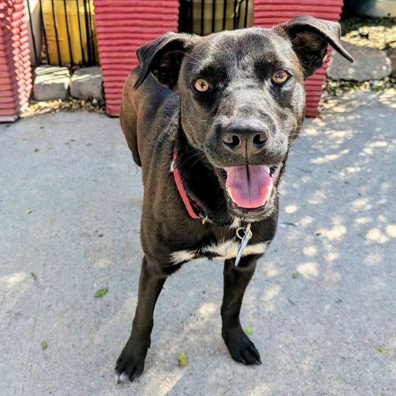 An adult medium-sized male Black Labrador Retriever dog named Jingles for adoption in Wake Forest, NC