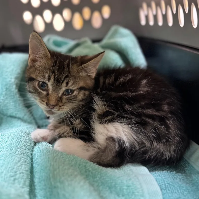 A baby small-sized male Brown / Chocolate Domestic Short Hair cat named Clover for adoption in Winston-Salem, NC