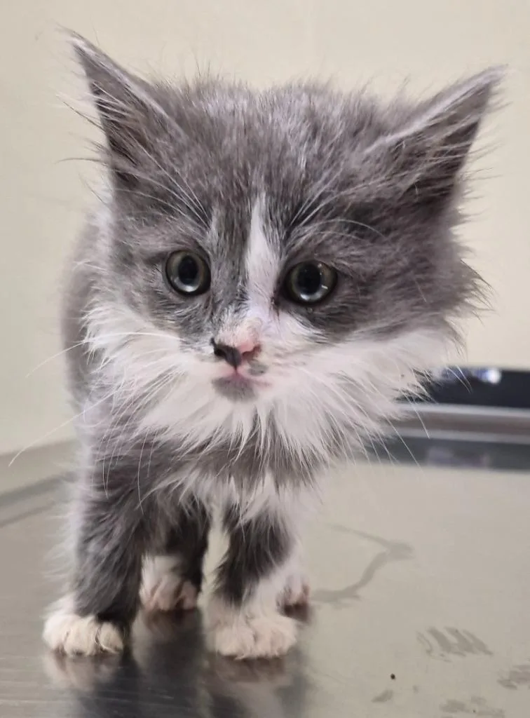A baby medium-sized female Domestic Long Hair cat named Colza for adoption in Christiansburg, VA