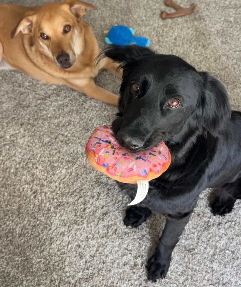 Lucy Lou thumbnail 3