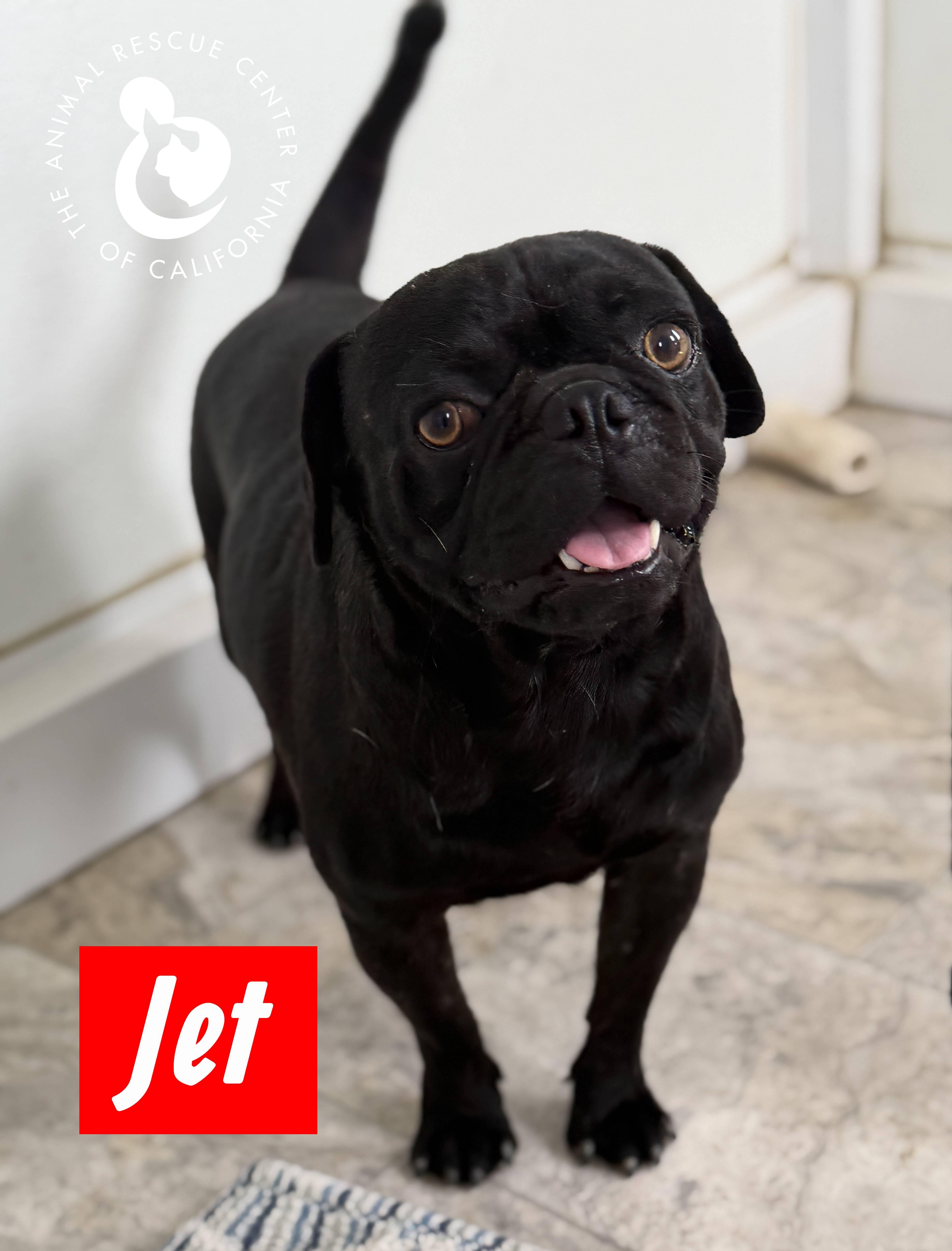 An adult small-sized male Black Pug dog named Jet for adoption in Coachella, CA