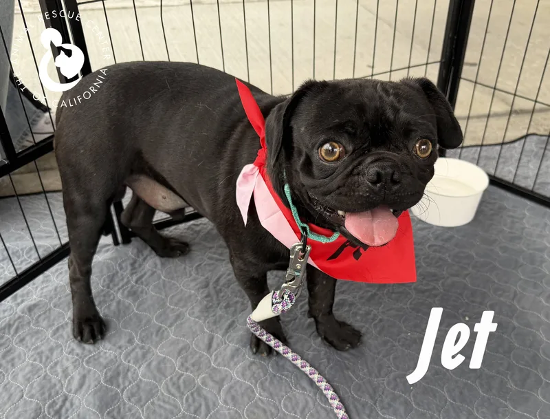 Jet thumbnail 2