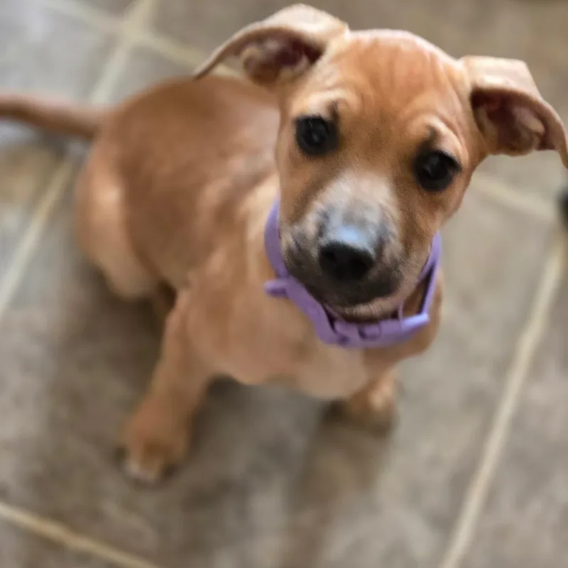A baby medium-sized female Yellow / Tan / Blond / Fawn Mixed Breed dog named Chattermax for adoption in Moab, UT