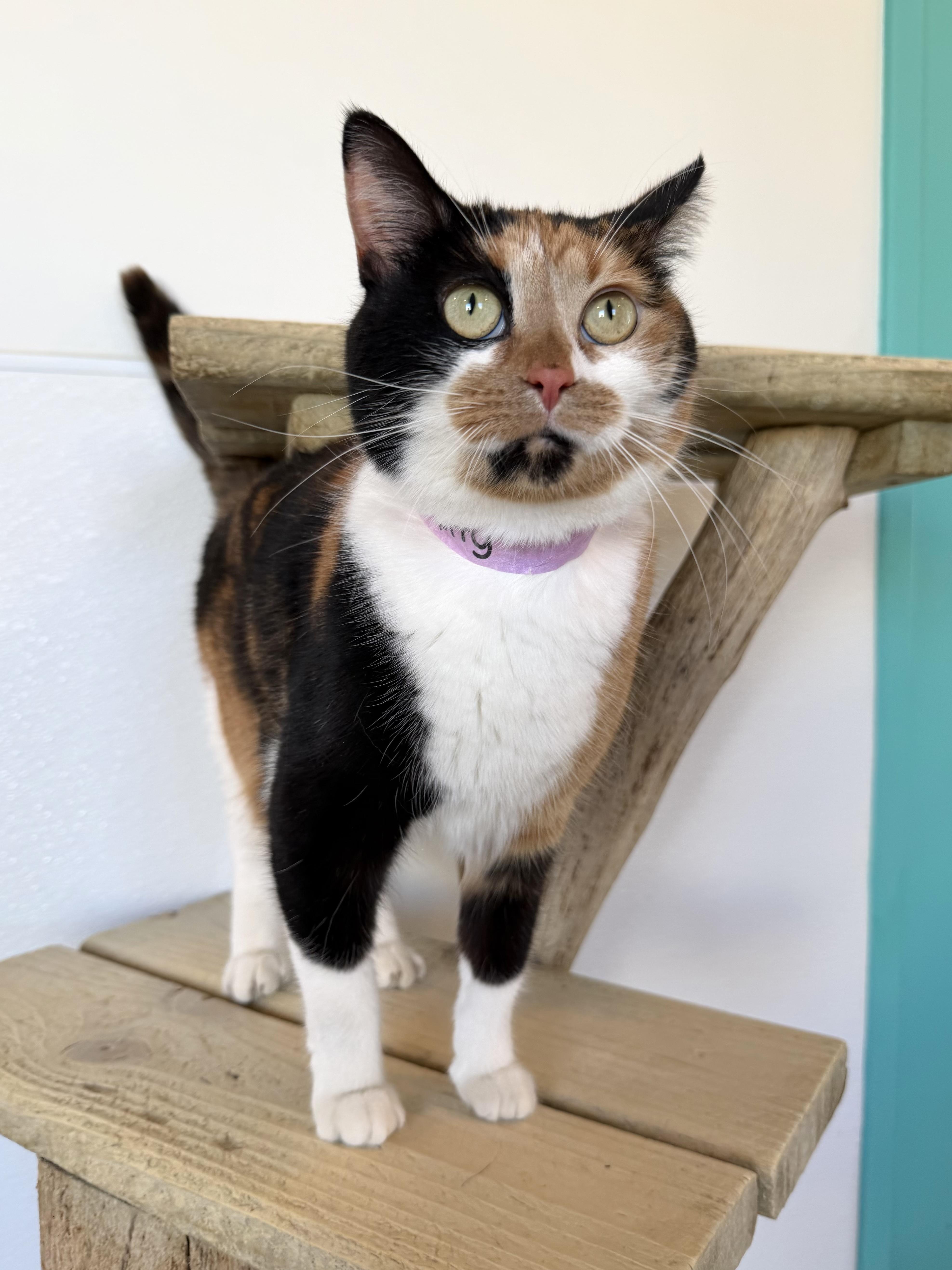 Serendipity thumbnail 2