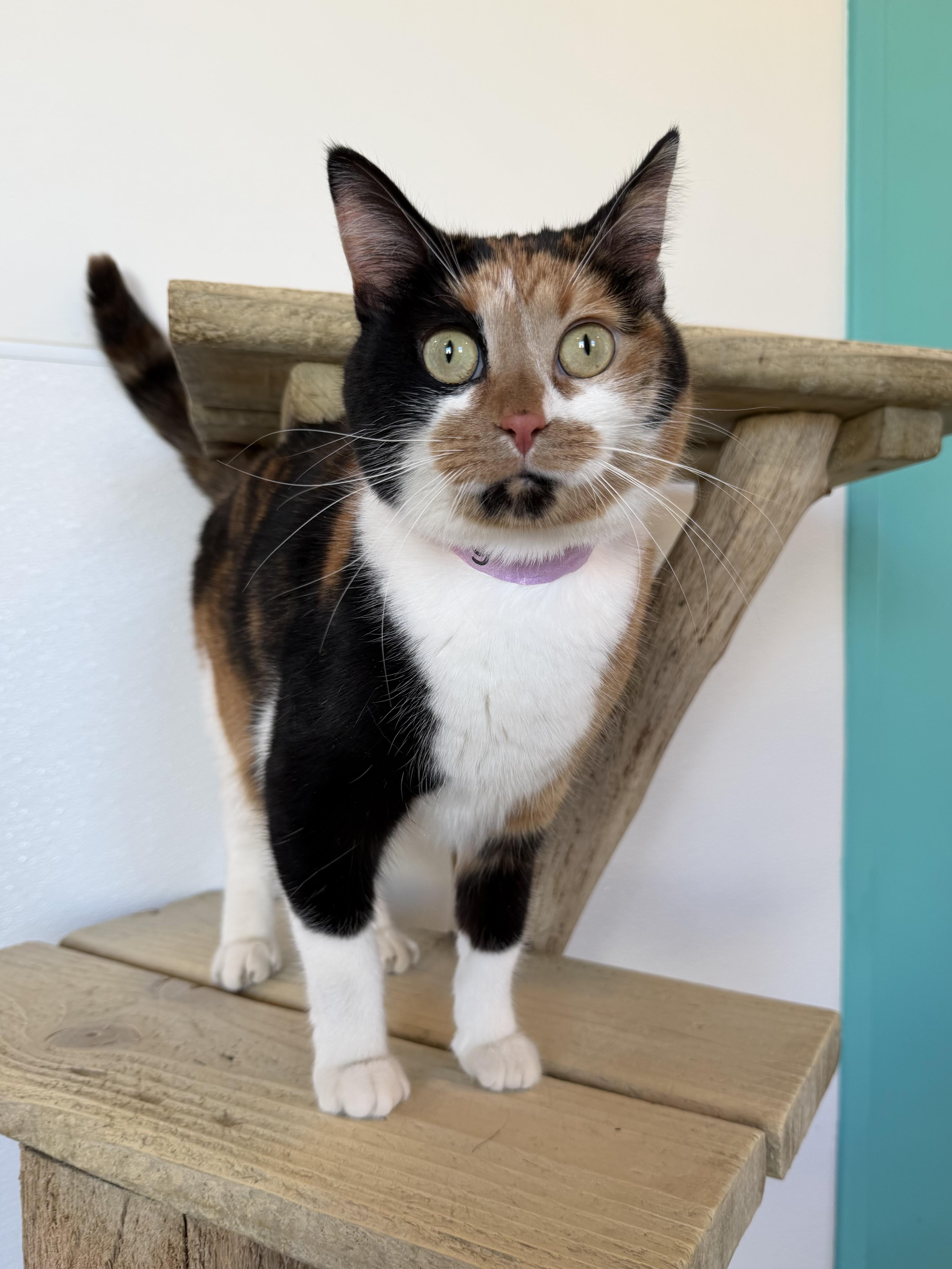 Serendipity thumbnail 3