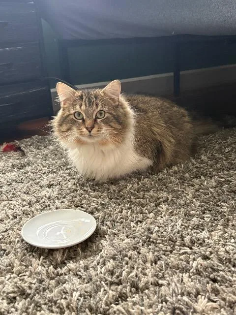 A young medium-sized male Domestic Long Hair cat named Professor Rj Lupin for adoption in Pawtucket, RI