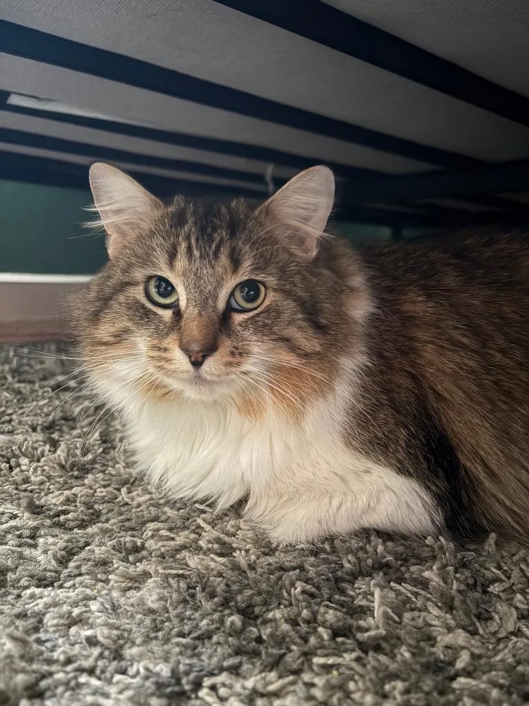 Professor Rj Lupin thumbnail 4