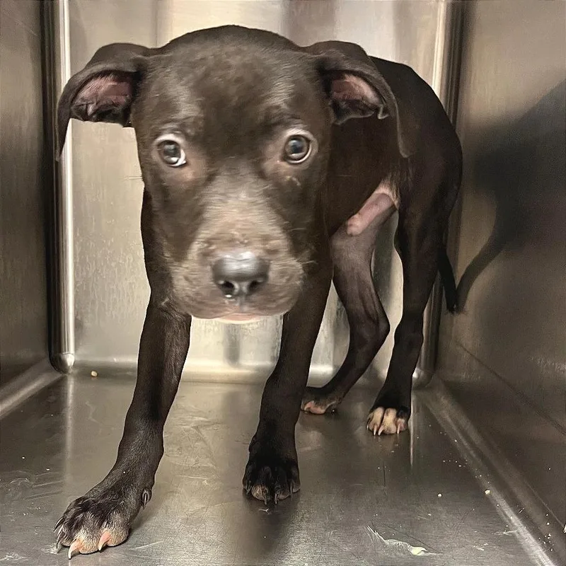 A baby small-sized male Gray / Blue / Silver Mixed Breed dog named Sublime for adoption in Chattanooga, TN