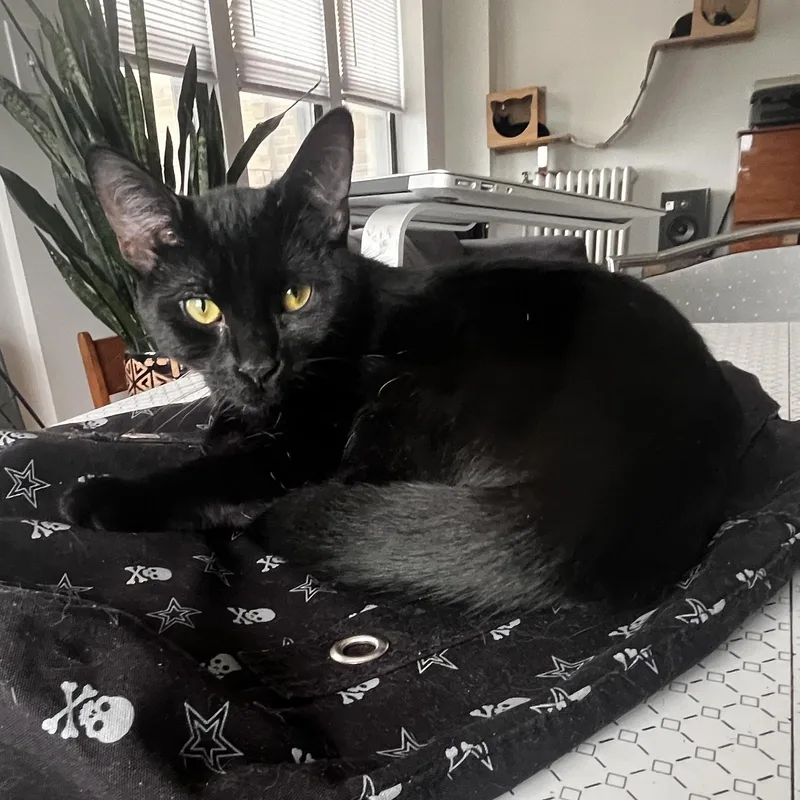 A baby medium-sized female Black Domestic Short Hair cat named Miss Buzzbee for adoption in Rochester Hills, MI
