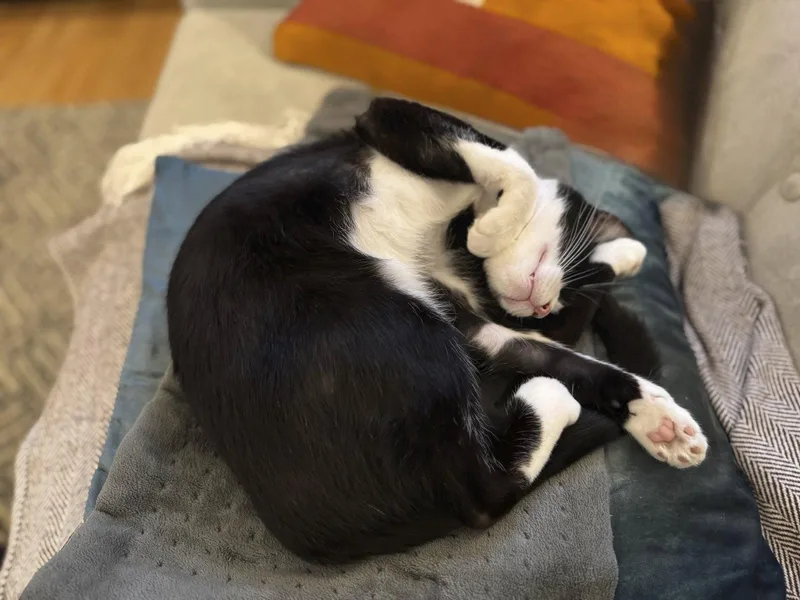 A young medium-sized female Black & White / Tuxedo Domestic Short Hair cat named Francesca for adoption in Oakland, CA