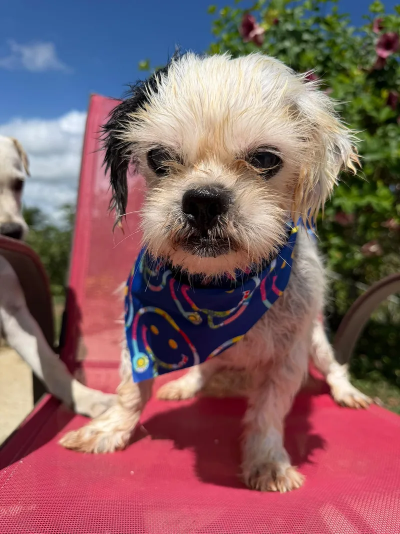 A senior small-sized male Shih Tzu dog named Aurelio for adoption in Albion, NY