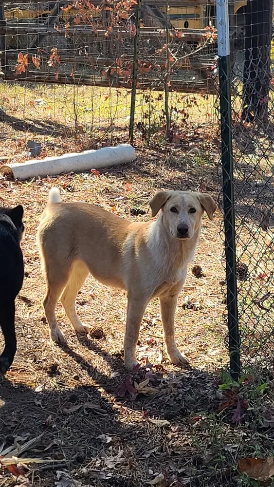 A young large-sized female White / Cream Labrador Retriever dog named Monie for adoption in Pontotoc, MS