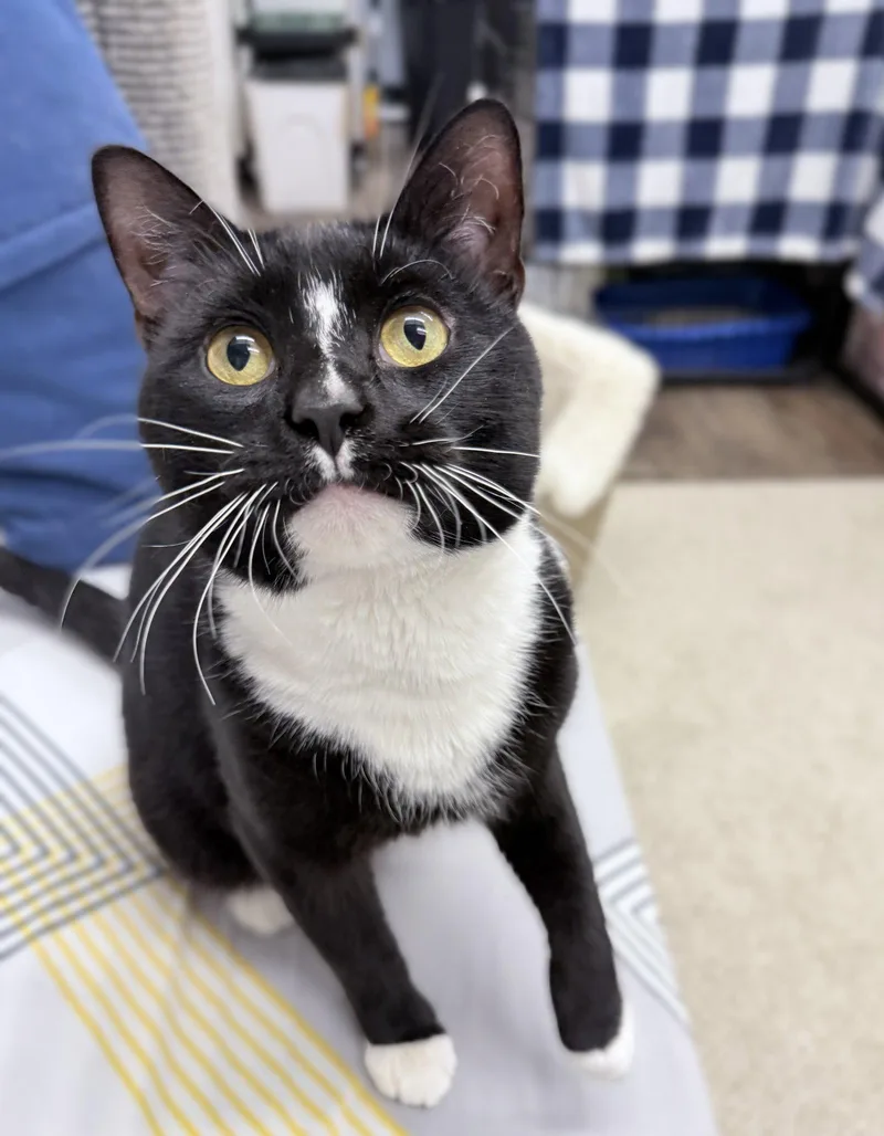 A young medium-sized male Domestic Short Hair cat named Pawson  year male for adoption in Sterling, MA