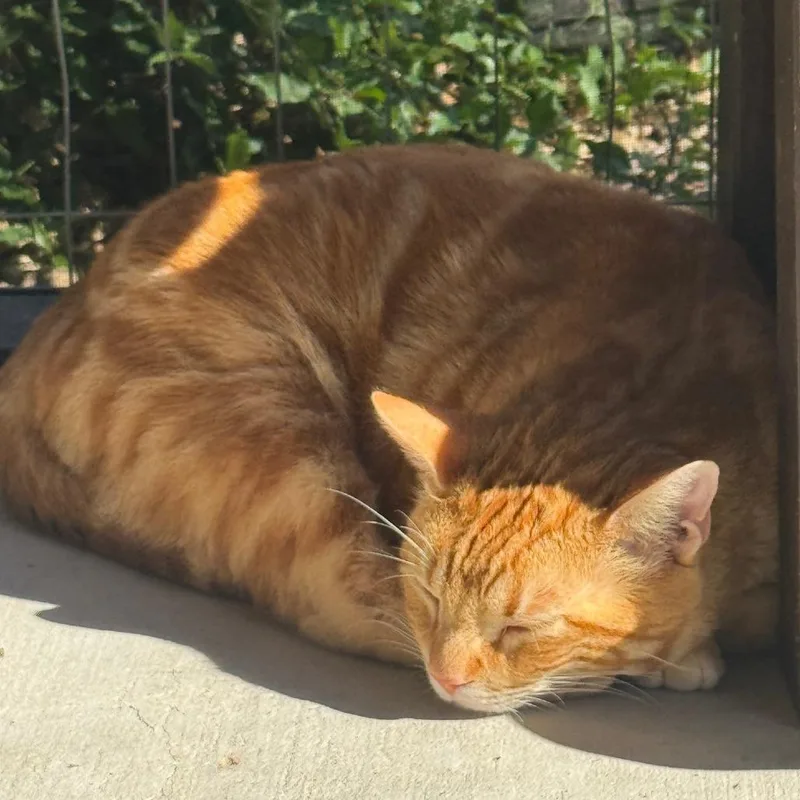 An adult large-sized male Orange / Red Domestic Short Hair cat named Kindlemox JG for adoption in Austin, TX