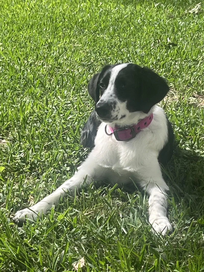 A baby medium-sized female White / Cream Border Collie dog named Isabella for adoption in Semmes, AL