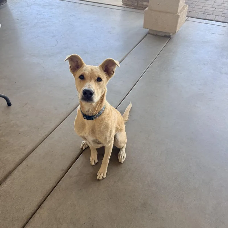A young small-sized male Retriever dog named Skye for adoption in Escondido, CA