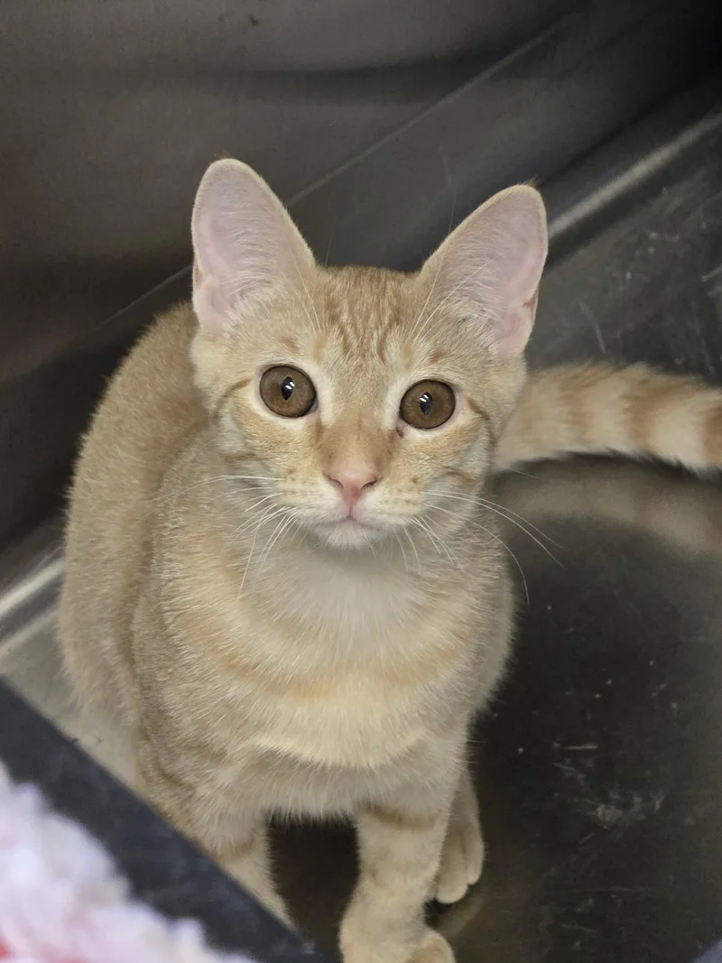 A baby small-sized female Orange / Red Domestic Short Hair cat named Sunflower for adoption in Locust Grove, GA