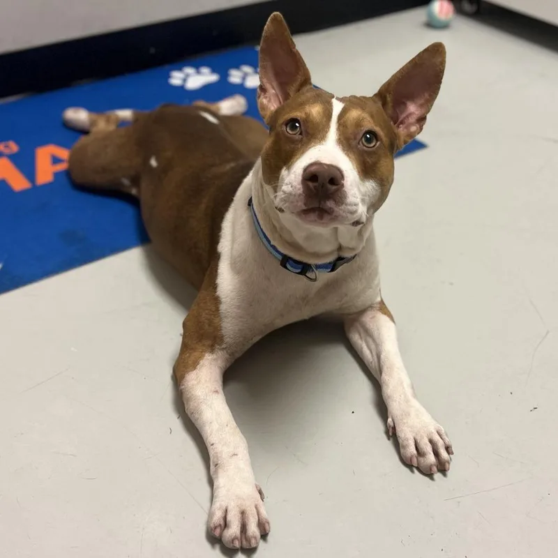 Tommy Pickles thumbnail 2