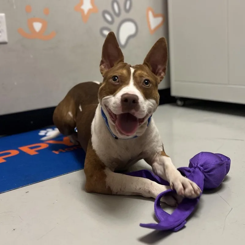 Tommy Pickles thumbnail 3