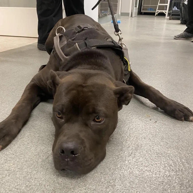 An adult large-sized female Gray / Blue / Silver Pit Bull Terrier dog named Lotus for adoption in Westminster, CA