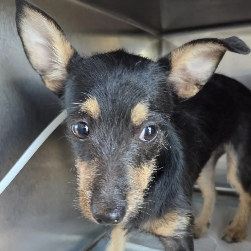 A baby small-sized female Yellow / Tan / Blond / Fawn Mixed Breed dog named Tula for adoption in Leander, TX