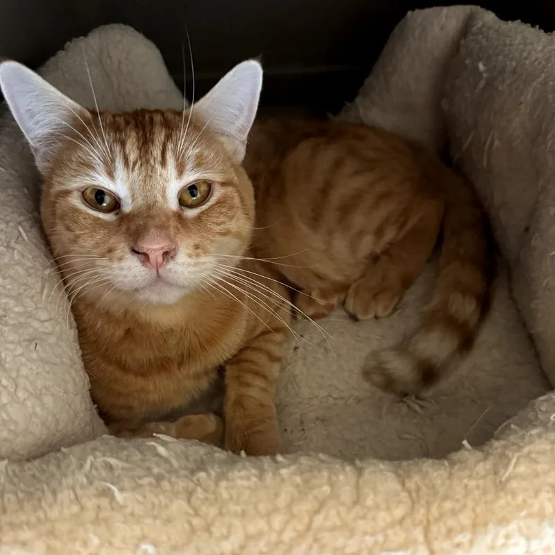 An adult small-sized male Orange / Red Domestic Short Hair cat named Noah for adoption in Las Vegas, NV