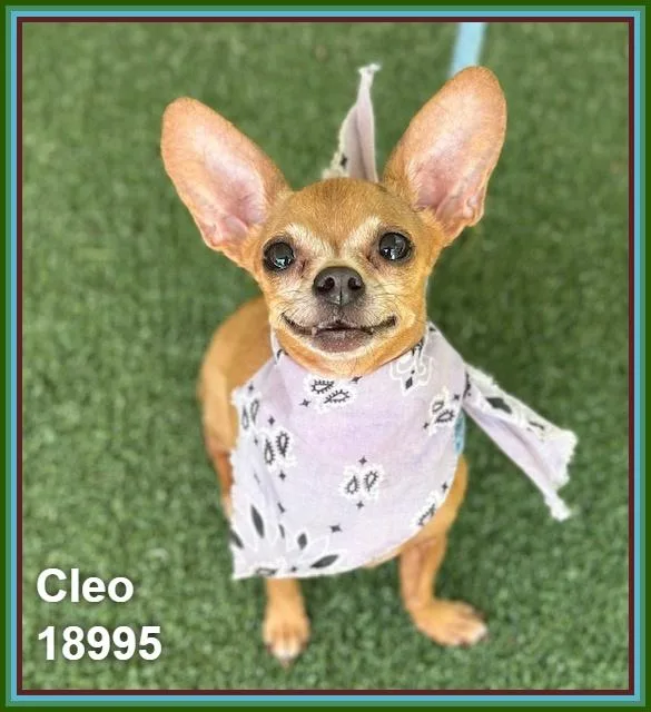 Cleo