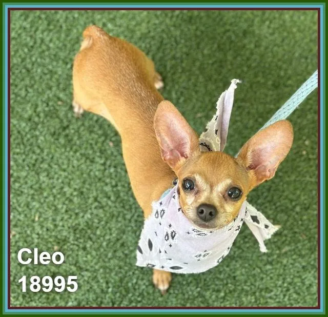 Cleo thumbnail 2