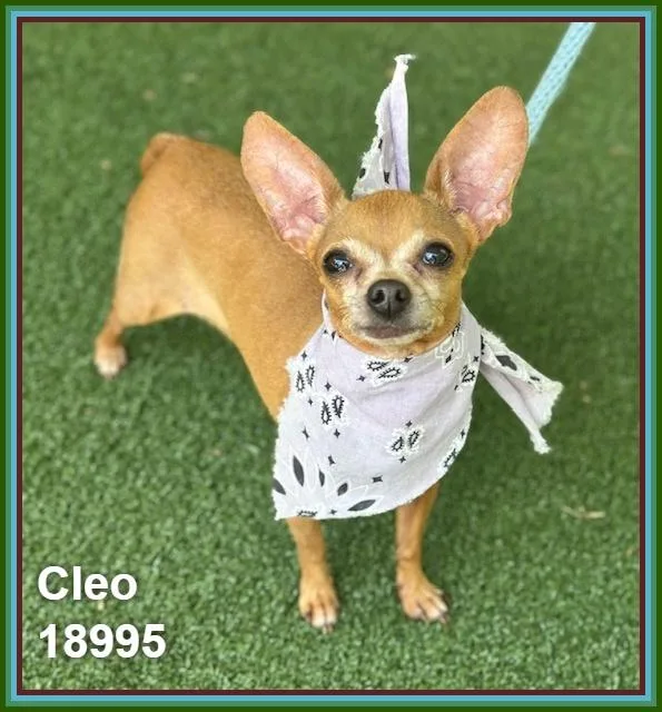 Cleo thumbnail 3
