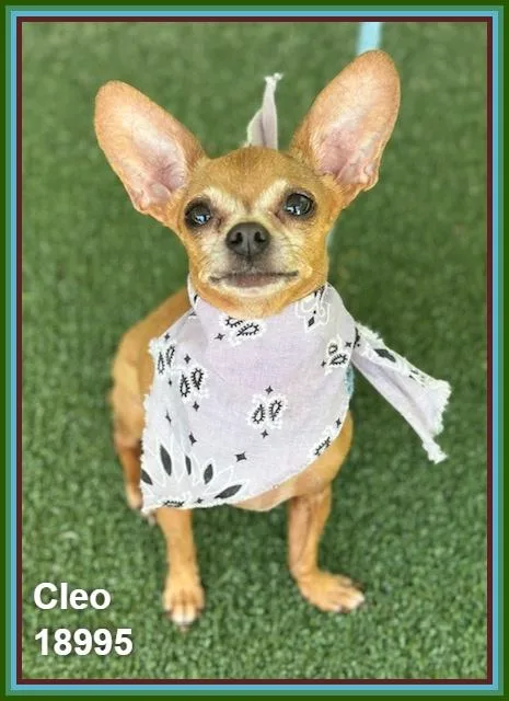 Cleo thumbnail 4