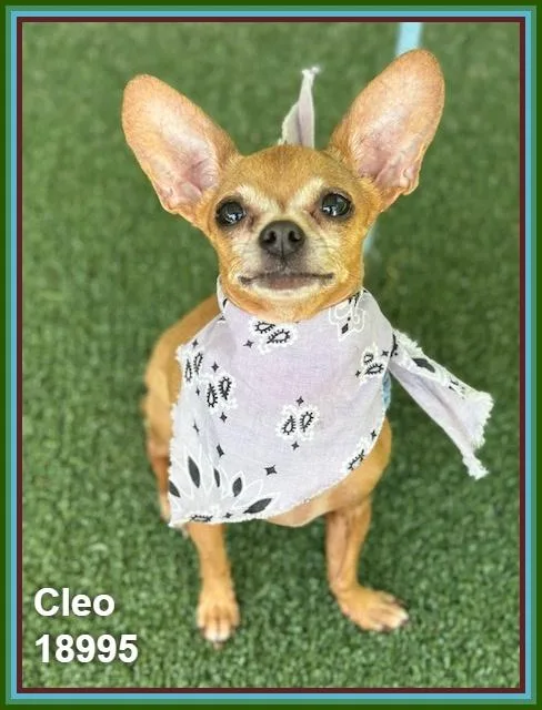 Cleo thumbnail 5