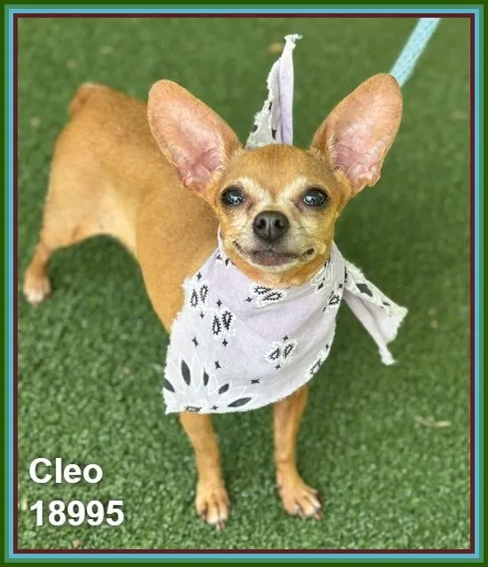 Cleo thumbnail 6