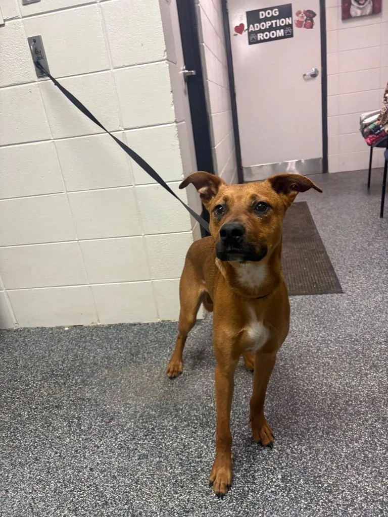 A young medium-sized male Mixed Breed dog named D Leonardo for adoption in Tifton, GA