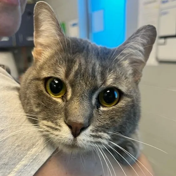 An adult medium-sized male White Domestic Short Hair cat named Rocky for adoption in Manassas, VA