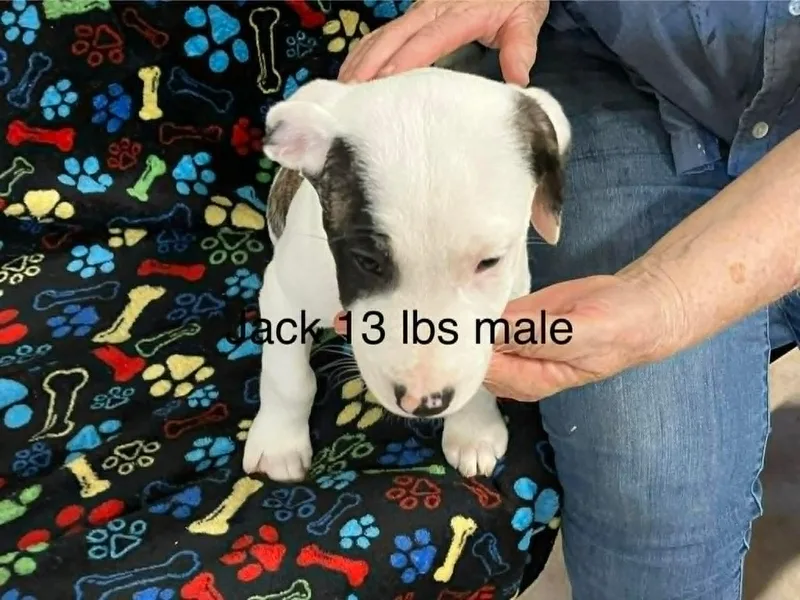 Jack
