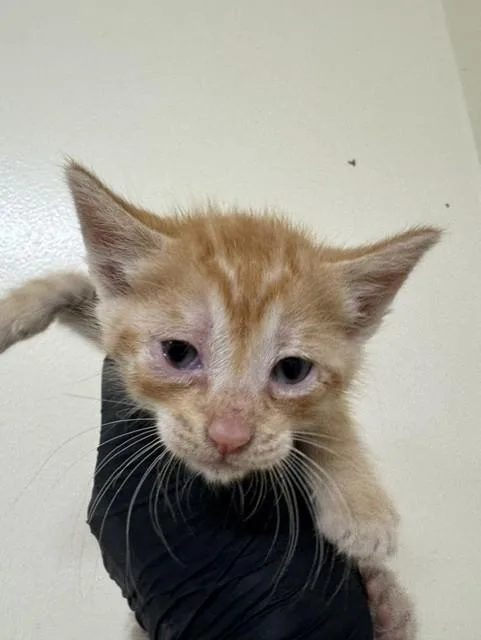 A baby small-sized male Domestic Short Hair cat named A for adoption in Fremont, CA