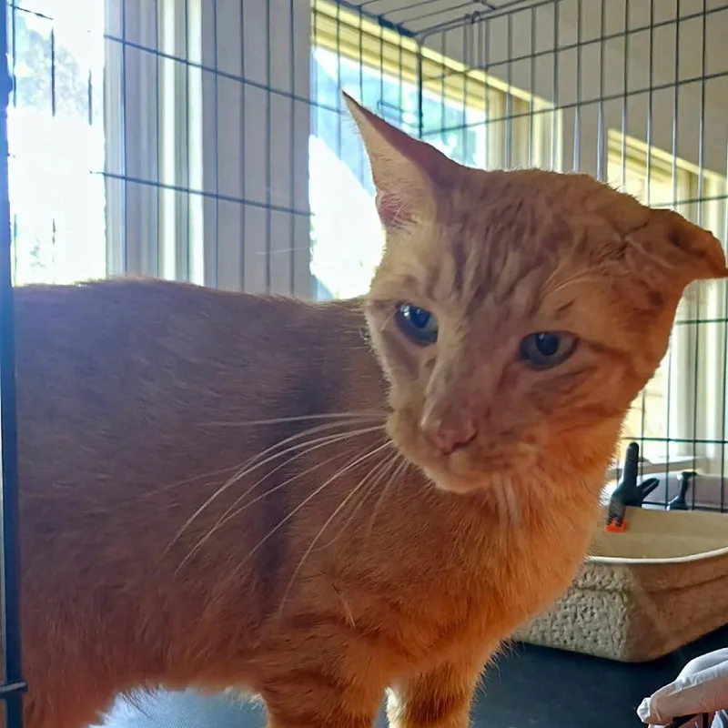 An adult large-sized male Orange / Red Domestic Short Hair cat named Birch for adoption in Austin, TX