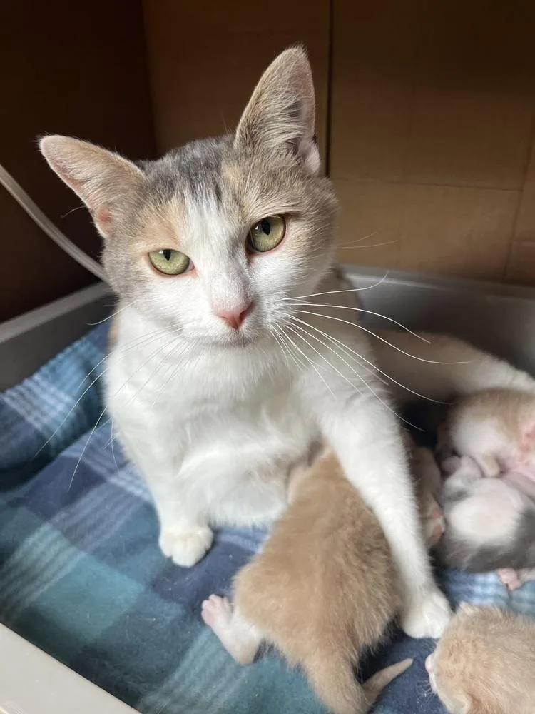 An adult medium-sized female Domestic Short Hair cat named Oriole Mama for adoption in Emerald Isle, NC