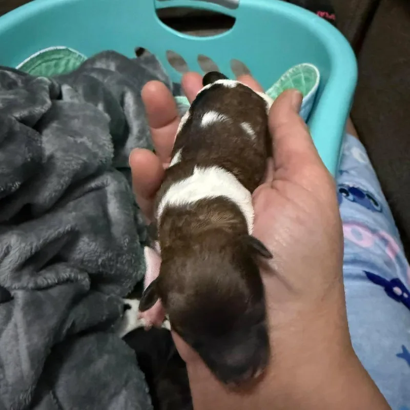 A baby small-sized female Brown / Chocolate Dachshund dog named Chilly for adoption in Cleveland, TN