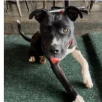 A young medium-sized male Black Hound dog named Blaze for adoption in Joliet, IL