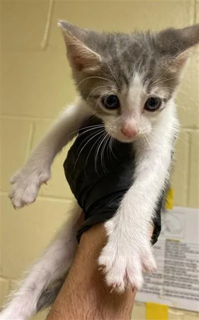 A baby small-sized male Domestic Short Hair cat named A for adoption in Sacramento, CA