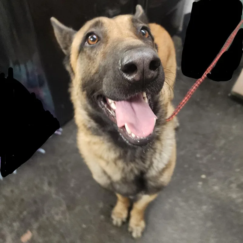 An adult medium-sized male Brown / Chocolate Belgian Shepherd / Malinois dog named Kaos for adoption in Evensville, TN