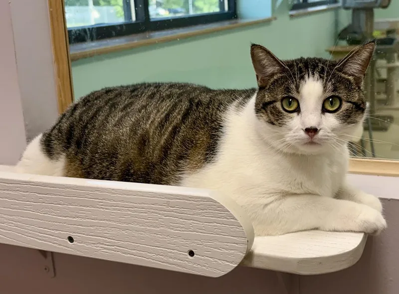 An adult extra large-sized female Domestic Short Hair cat named Bella for adoption in Saint Paul, MN