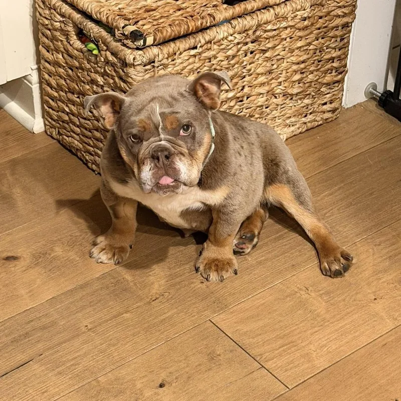Dolly