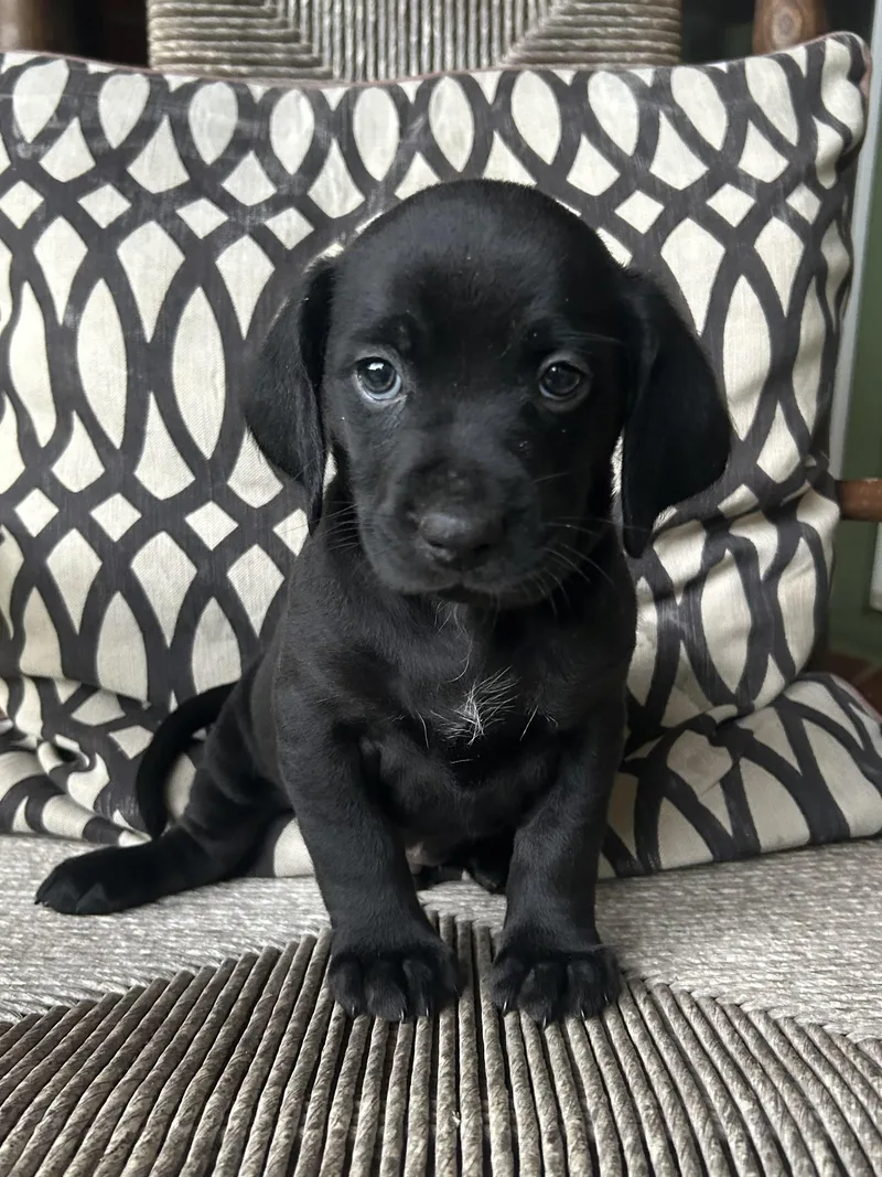 Ranger