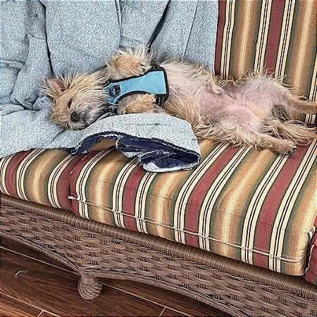 An adult small-sized male Cairn Terrier dog named Finn for adoption in Crystal, MN