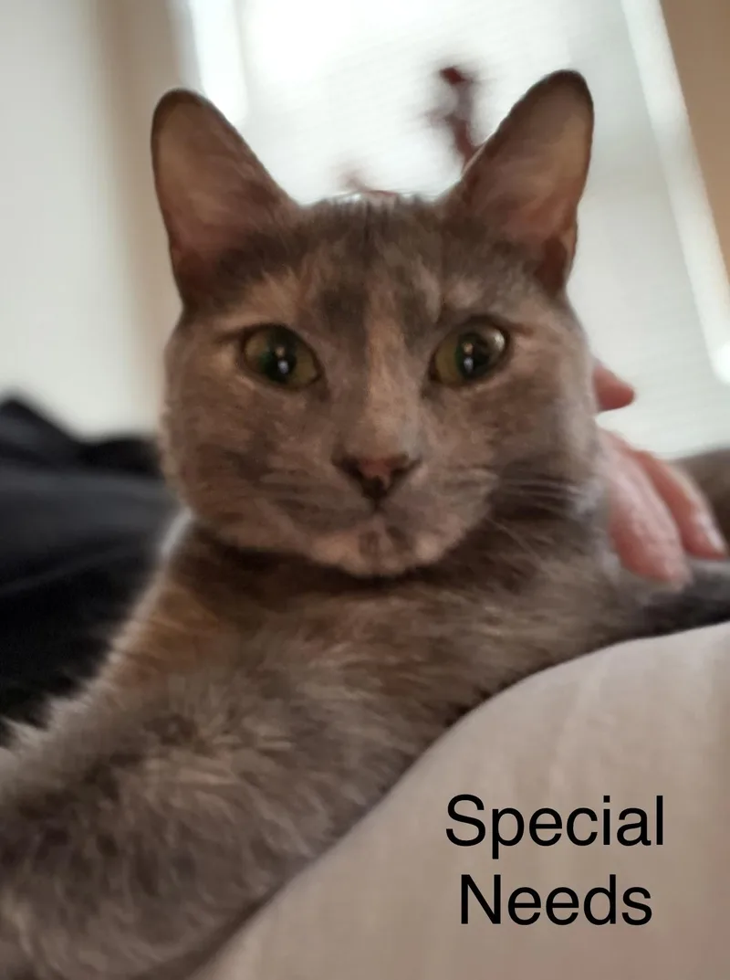 A young medium-sized female Domestic Short Hair cat named Betty for adoption in Baltimore, MD