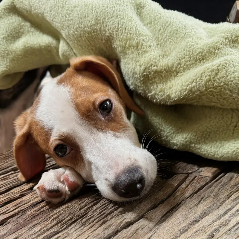 A baby medium-sized male Golden Mixed Breed dog named Harry Styles for adoption in Baldwin, MD
