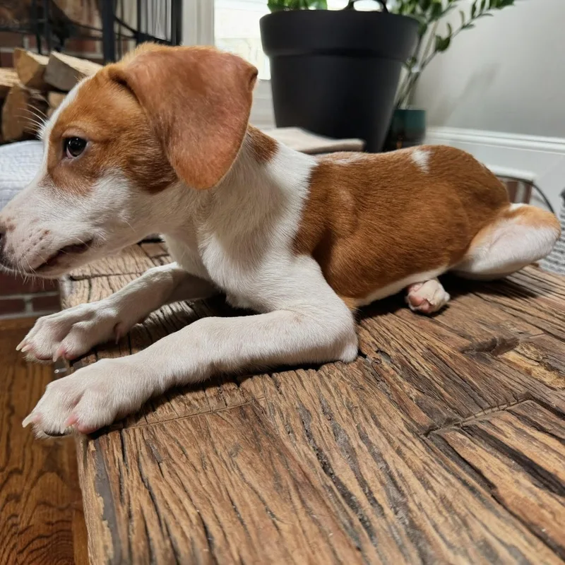 Harry Styles thumbnail 4